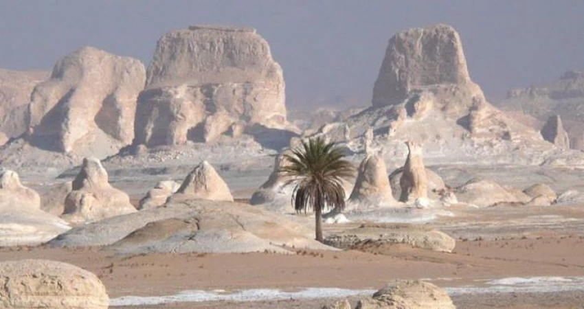 Farafra Oasis